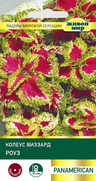 Колеус Виззард Роуз 10шт