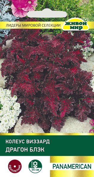 Колеус Драгон Блэк 10шт