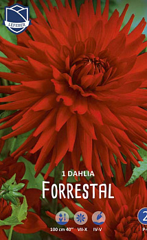 Георгина Forrestal