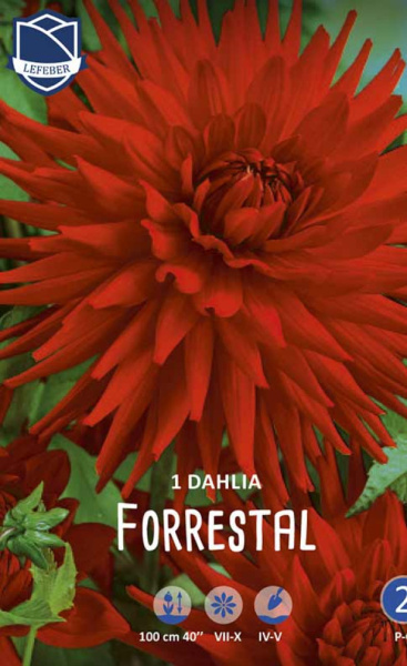 Георгина Forrestal