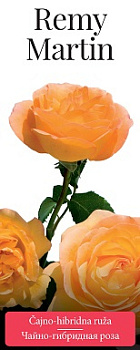 Роза чайно-гибридная Remy Martin (саженцы)
