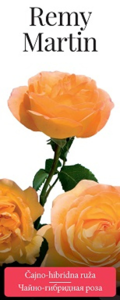 Роза чайно-гибридная Remy Martin (саженцы)