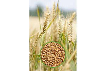 Пшеница озимая Маркиза* 0.5кг 