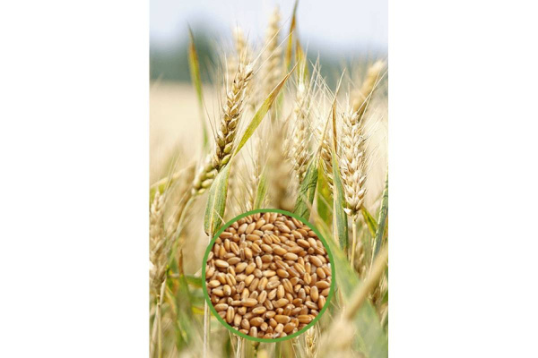 Пшеница озимая Маркиза* 0.5кг 