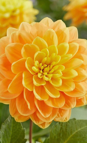 Георгина Aladdins Lamp