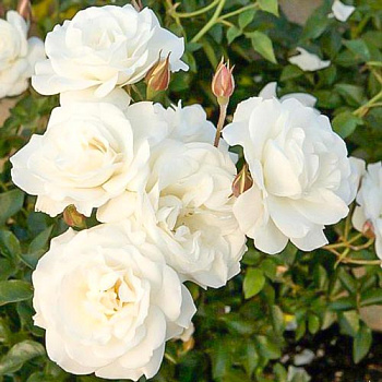 Роза флорибунда Diadem White (саженцы)