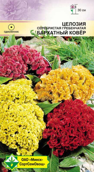 Целозия гребенчатая Бархатный ковер см 0.2г,