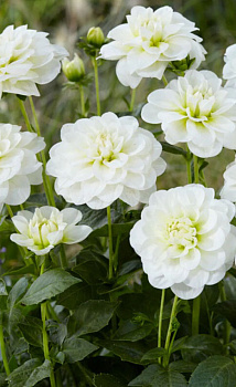 Георгина Cantarino