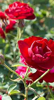 Роза флорибунда Lili Marleen (саженцы)