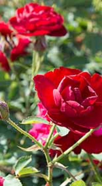 Роза флорибунда Lili Marleen (саженцы)