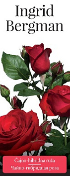 Роза чайно-гибридная Ingrid Bergman (саженцы)