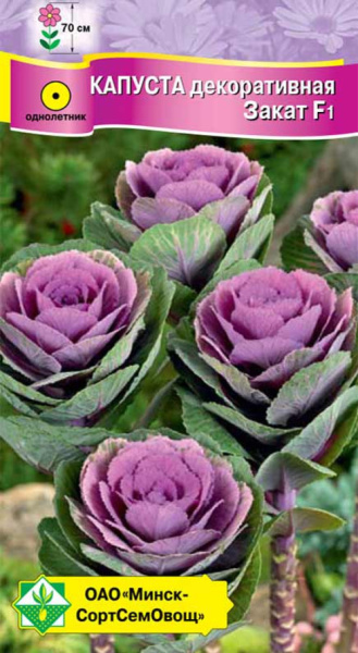 Капуста декоративная Закат F1 7шт