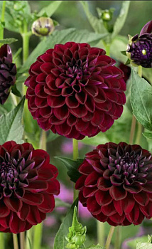 Георгина Dark Spirit