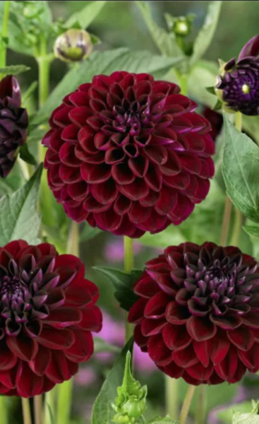 Георгина Dark Spirit