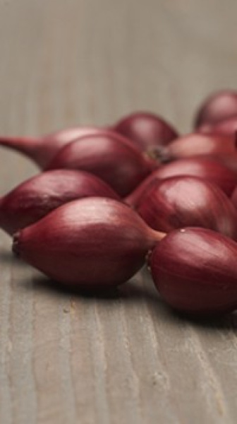 Лук-севок Ред-Барон (калибр 10-21мм), 0,5кг