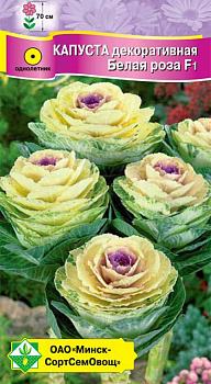 Капуста декоративная Белая роза F1 7шт