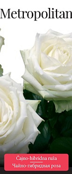 Роза чайно-гибридная Metropolitan (саженцы)