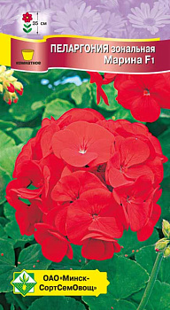 Пеларгония зональная Марина F1 4 шт