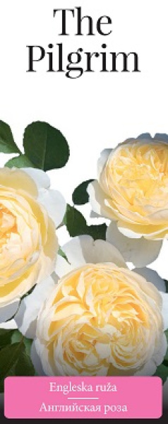 Роза английская The Pilgrim (саженцы)