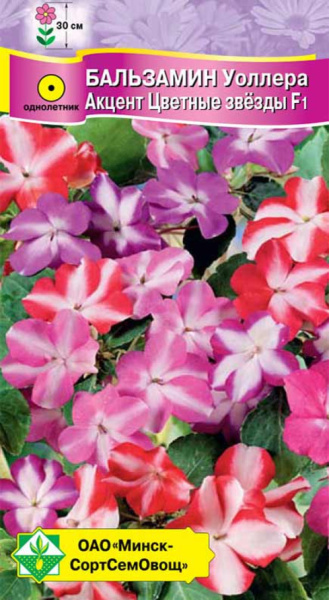 Бальзамин Уоллера Акцент Цветные звезды F1 7 шт