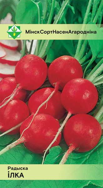 Редис Илка 2 г.