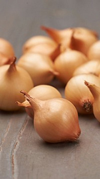 Лук-севок Штуттгартер Ризен (калибр 10-21 мм) 0,5 кг